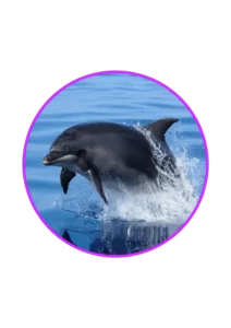 Dolphin and whale boat trips in Tenerife