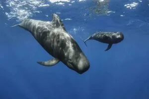 Whale watching tenerife
